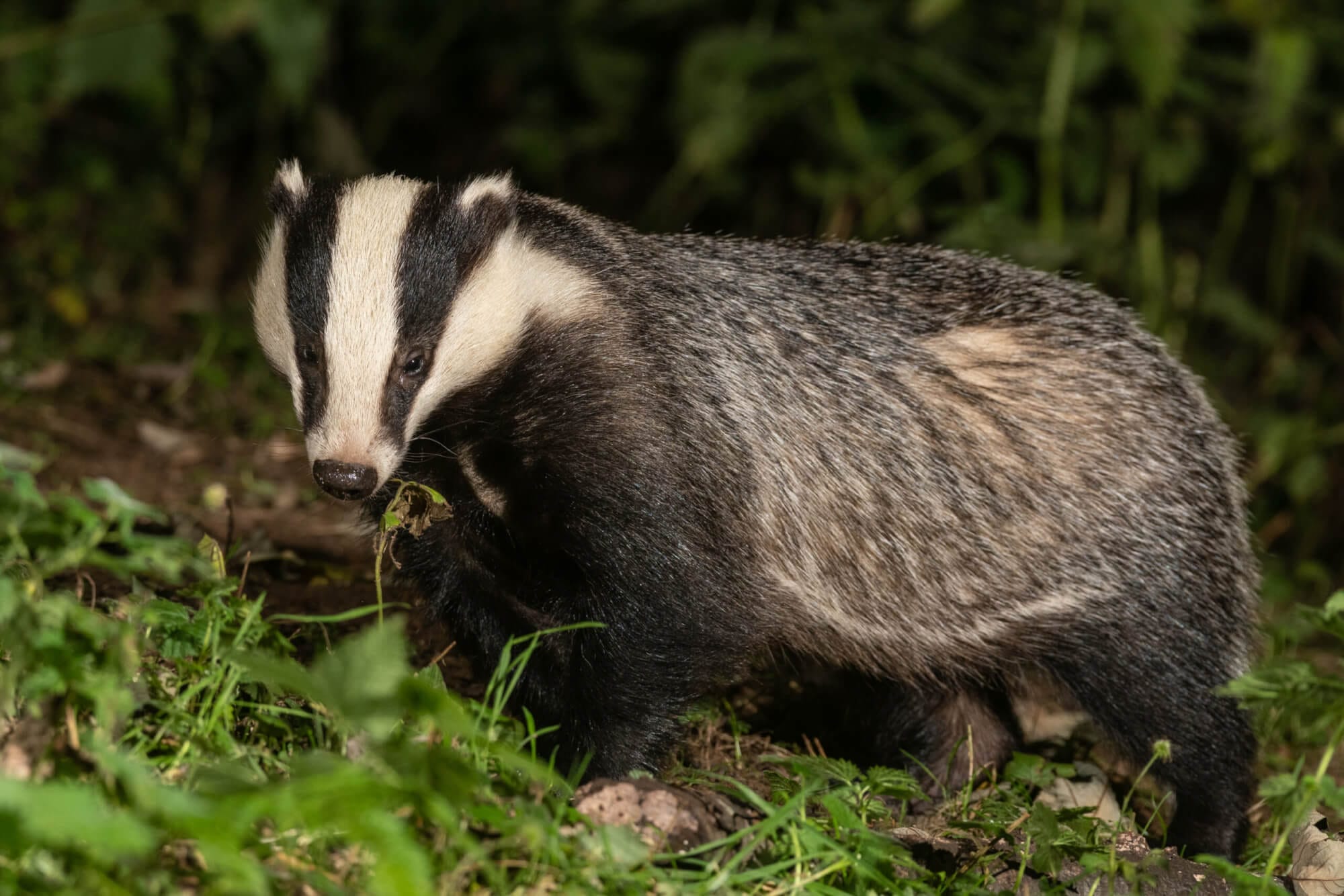 Ban on snares across Scotland, plus licensing of grouse moors, traps ...