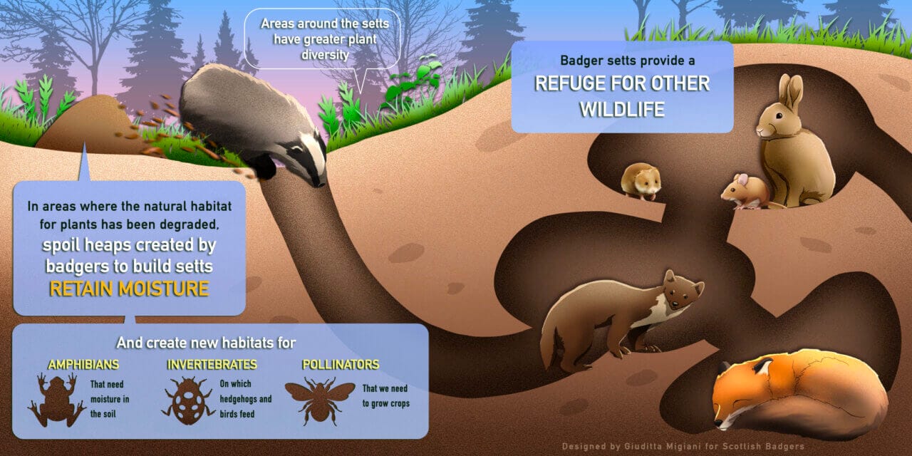 4 - Ecosystem Services - Scottish Badgers