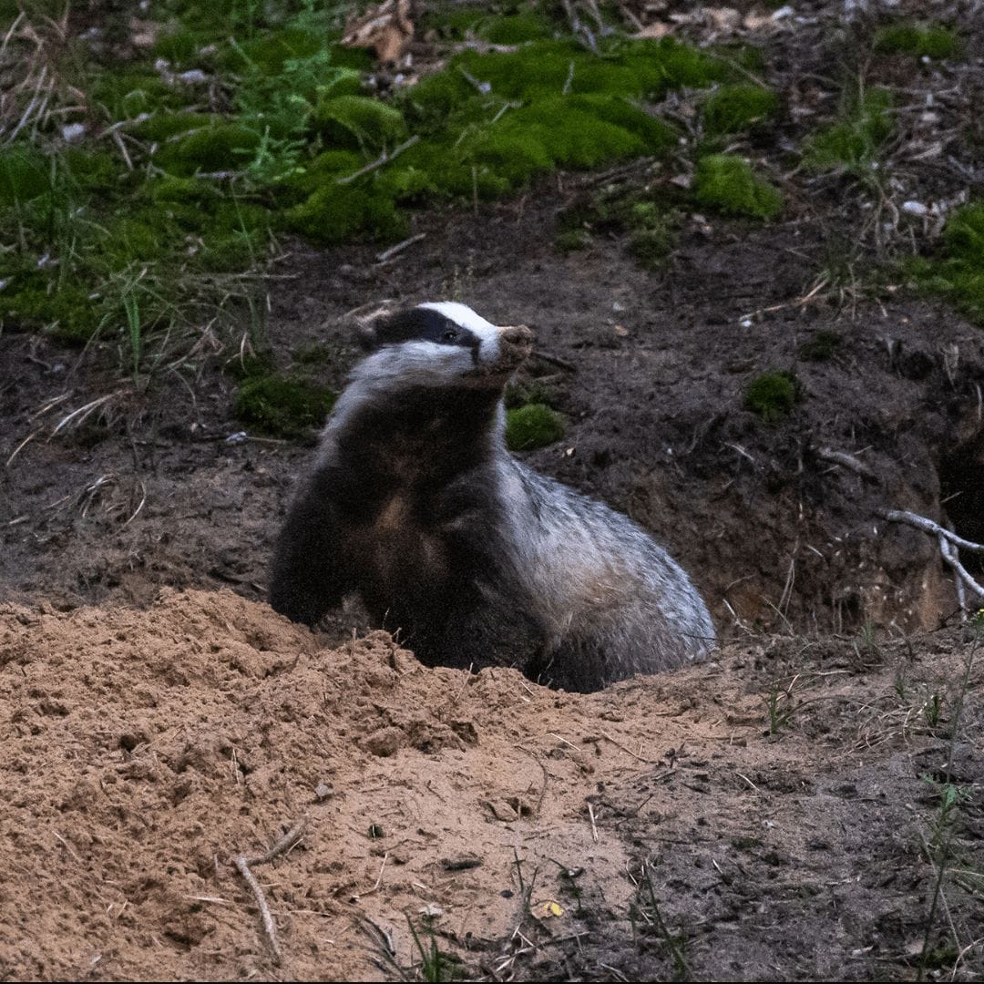 4 – Ecosystem Services